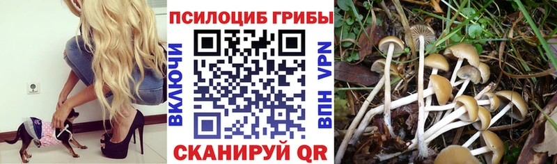 Псилоцибиновые грибы Psilocybine cubensis  где найти   Энгельс 